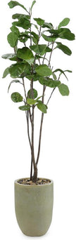 John Richard Decor Tall and Slender Fiddle Leaf Fig