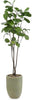 John Richard Decor Tall and Slender Fiddle Leaf Fig