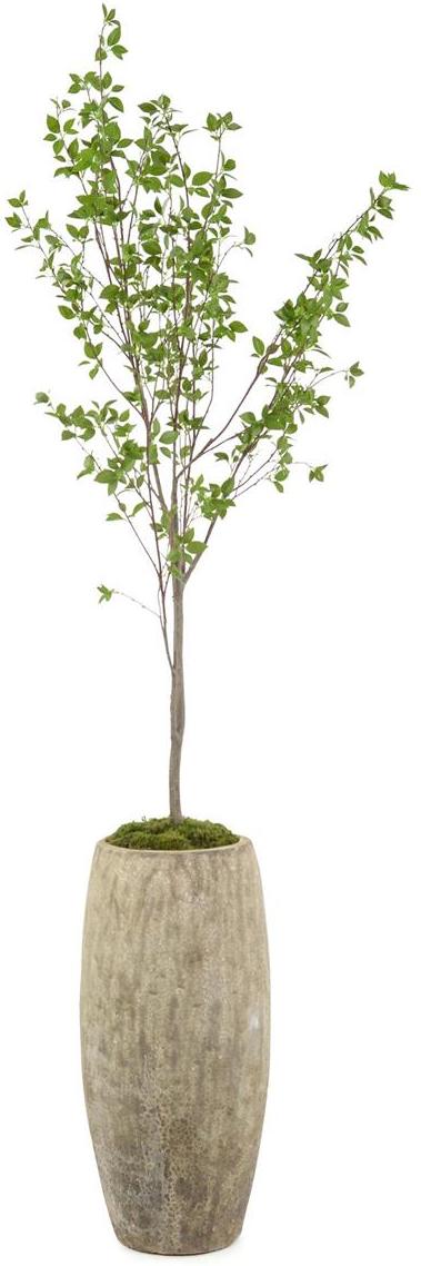 John Richard Decor Red Twig Dogwood