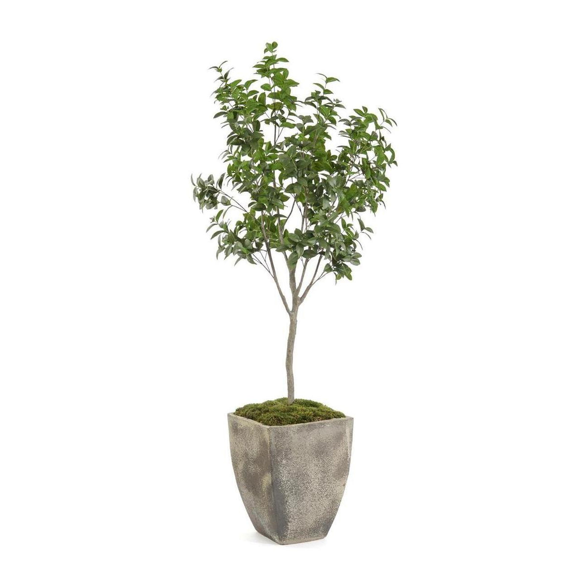 John Richard Decor Bay Laurel Tree