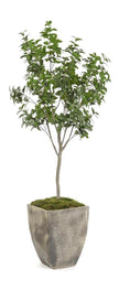 John Richard Decor Bay Laurel Tree