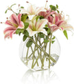 John Richard Decor Stargazer