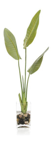 John Richard Decor New Growth Bird Of Paradise