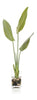John Richard Decor New Growth Bird Of Paradise