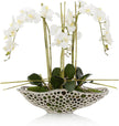 John Richard Decor Orchid Display