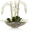 John Richard Decor Orchid Display
