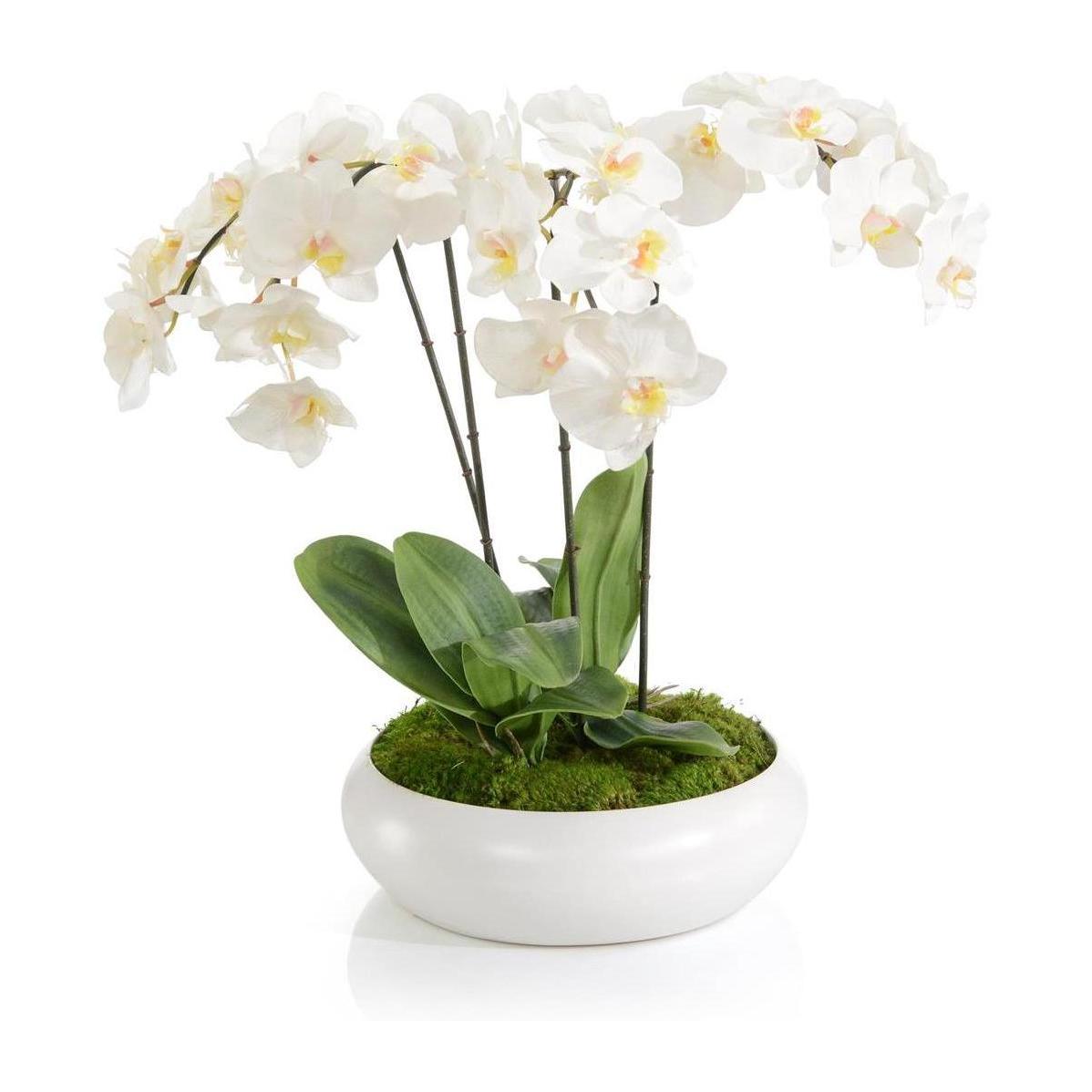 John Richard Decor Beautiful Orchids