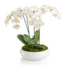 John Richard Decor Beautiful Orchids