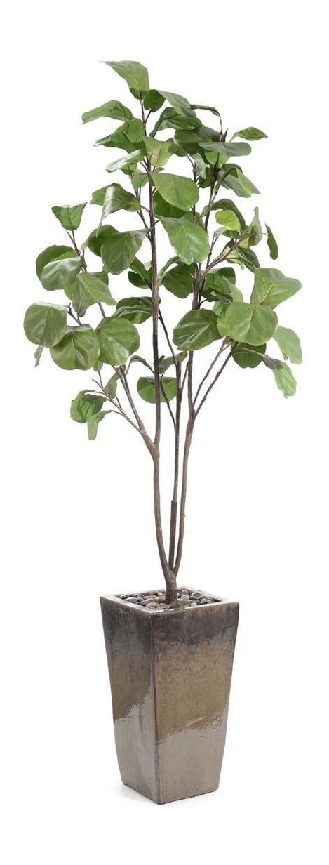 John Richard Decor Mossey Green Fig Tree