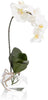 John Richard Decor Real Touch Orchid