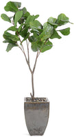 John Richard Decor Rocky Fig Tree