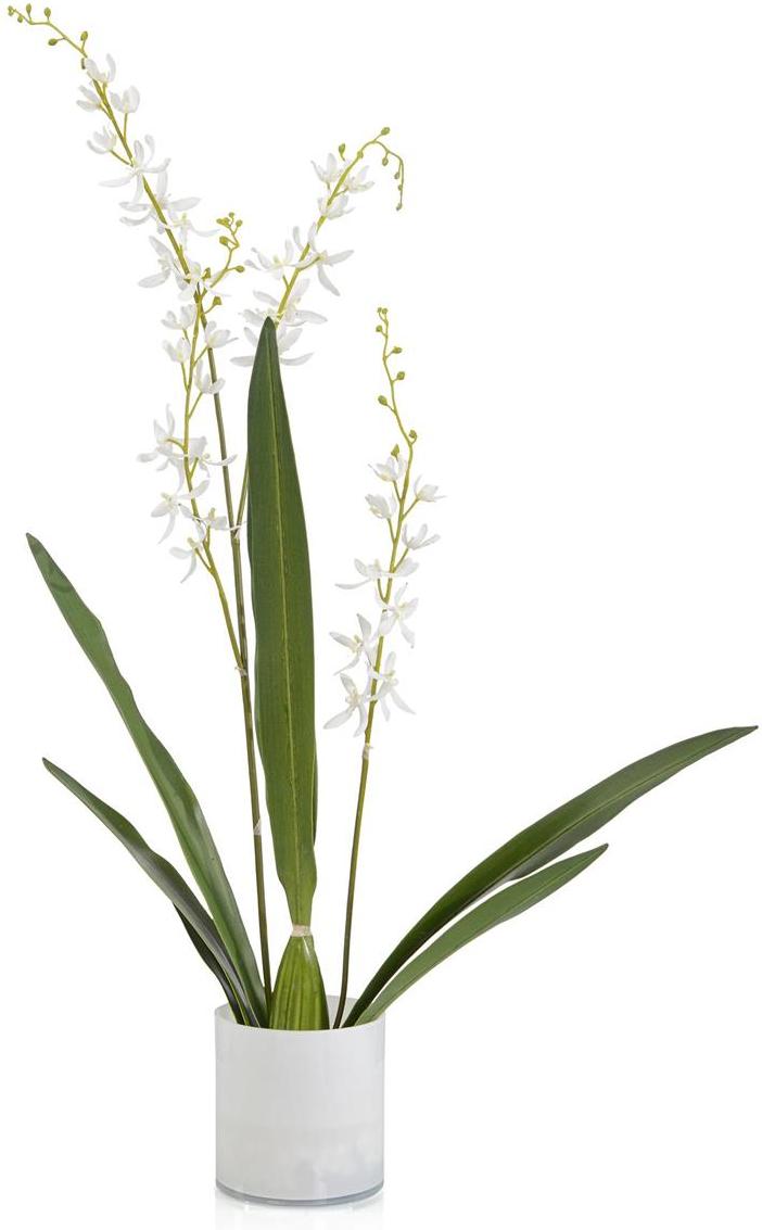 John Richard Decor Cattleya Orchid
