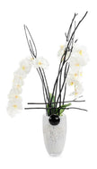 John Richard Decor Midnight Phals II