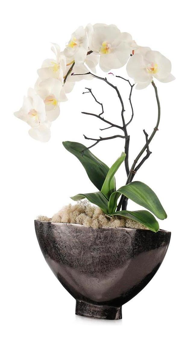 John Richard Decor Dawn Phalaenopsis