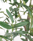 John Richard Decor Tuscan Olive
