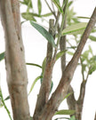 John Richard Decor Tuscan Olive