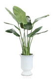 John Richard Decor Island Bird of Paradise