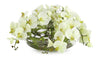 John Richard Decor Enchanted Orchids