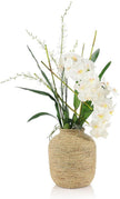 John Richard Decor Tahitian Orchids