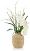John Richard Decor Tahitian Orchids
