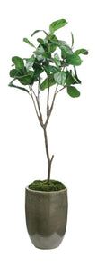 John Richard Decor Mossy Green Fiddle Leaf Fig