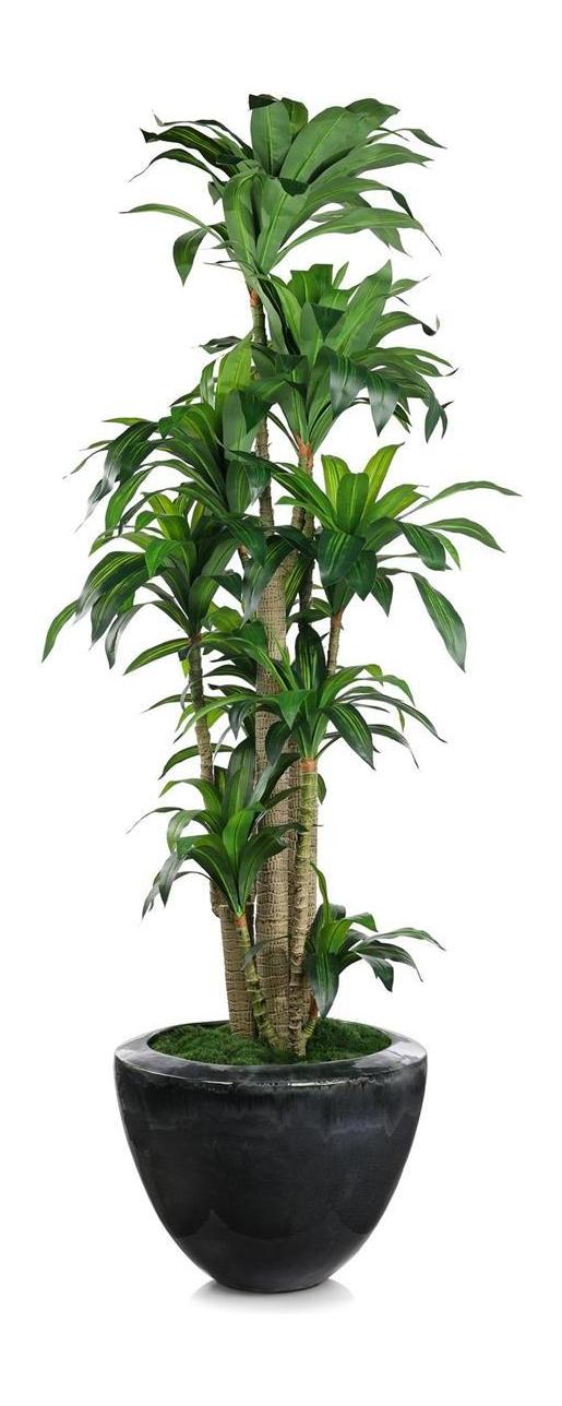 John Richard Decor Dracaena Corn Tree
