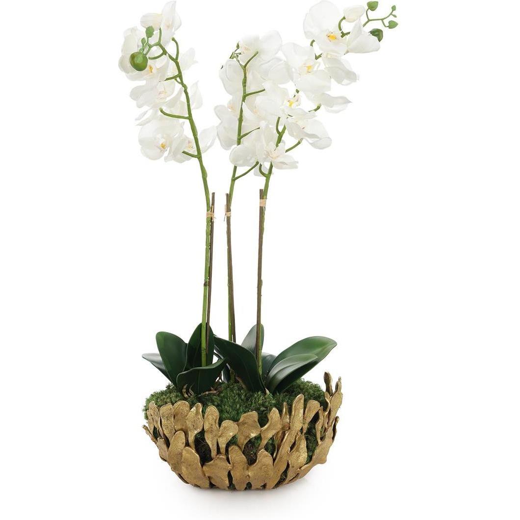 John Richard Decor Orchid Elegance