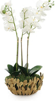 John Richard Decor Orchid Elegance