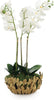 John Richard Decor Orchid Elegance