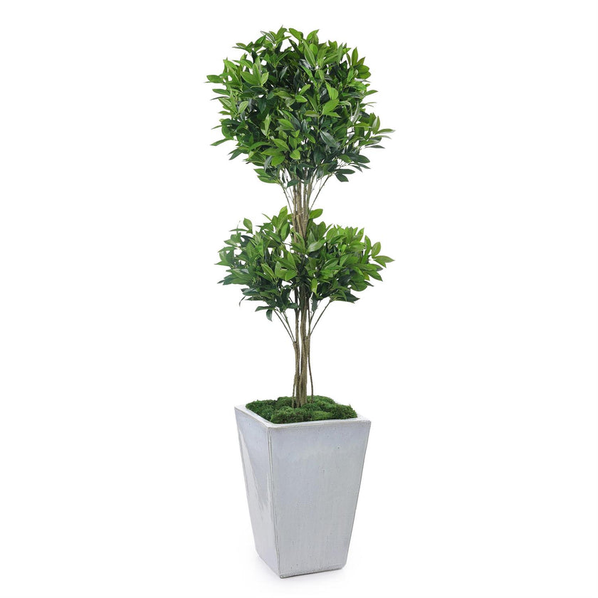 John Richard Double Pom Topiary