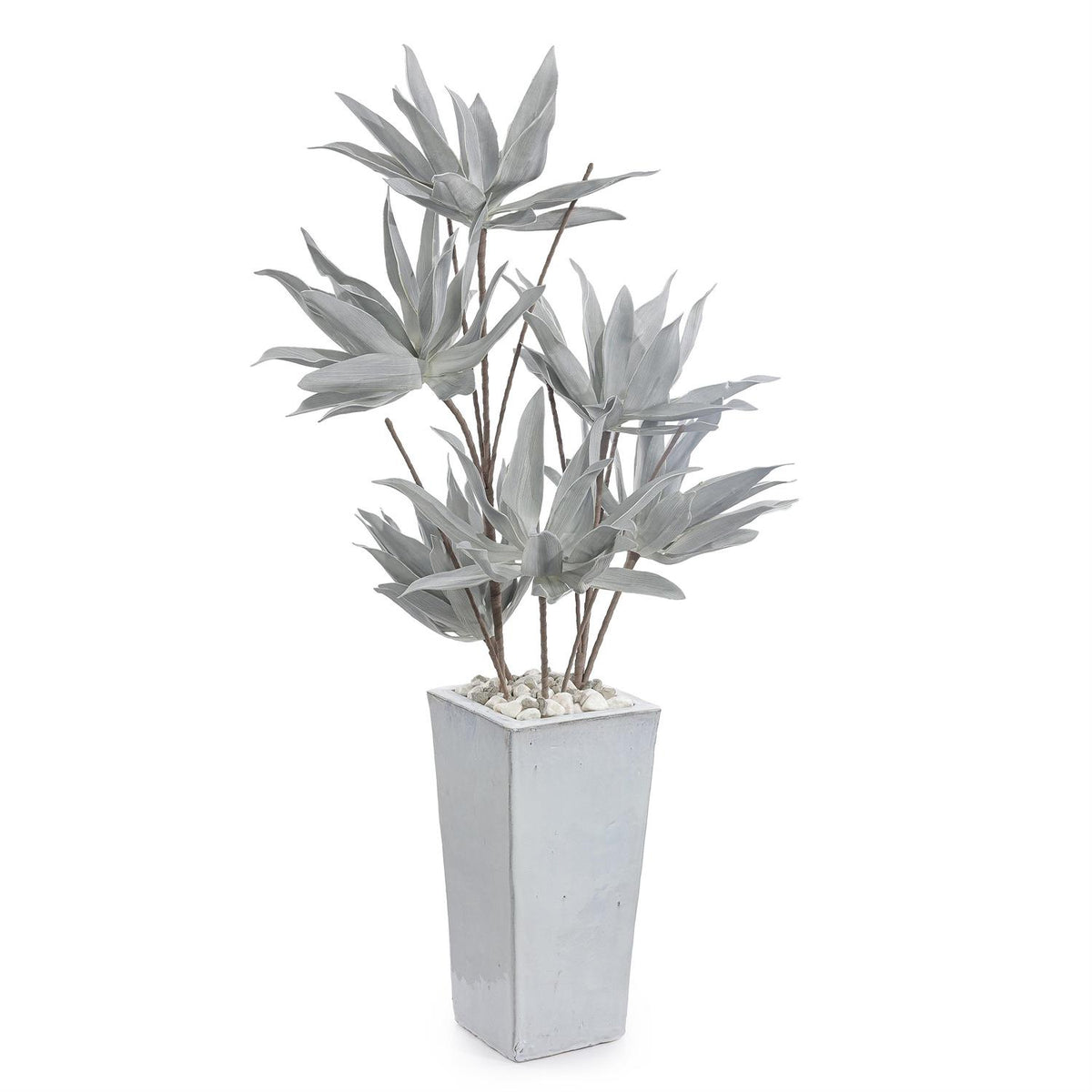 John Richard Frosted Agave Plant