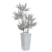 John Richard Frosted Agave Plant
