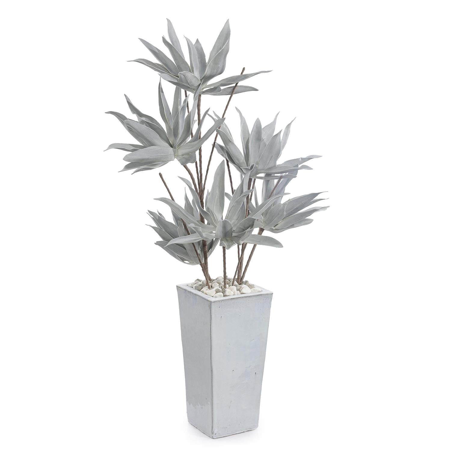 John Richard Frosted Agave Plant