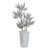 John Richard Frosted Agave Plant