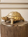 Turtle Box Statue Floor Sample