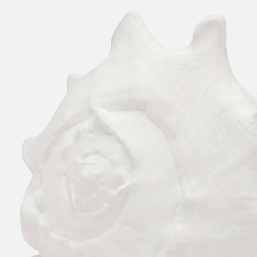 Gian Porcelain Conch Sculpture - Multiple of 2