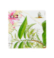 Vista Alegre Amazonia Coasters - Set of 4