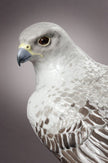 Lladro Gyrfalcon Sculpture Limited Edition