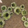 Global Views Green Free Formed Lily Plate