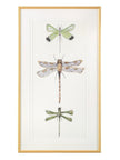 John Richard Joy Colangelo's Joyful Dragonflies Wall Art