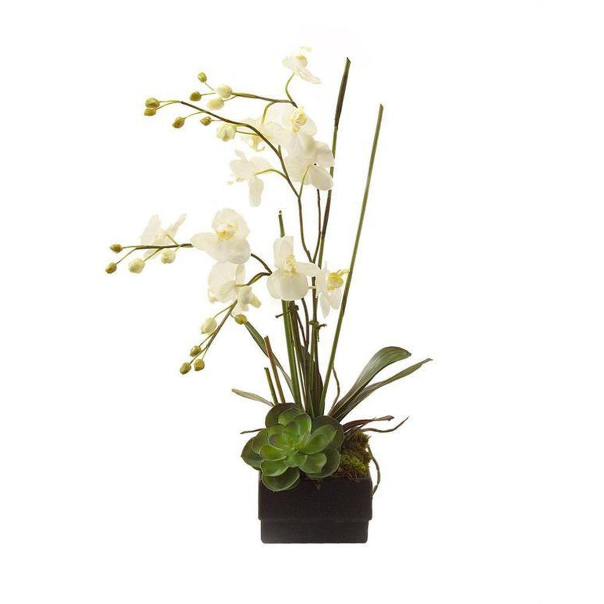 John Richard Decor Phalaenopsis Orchid