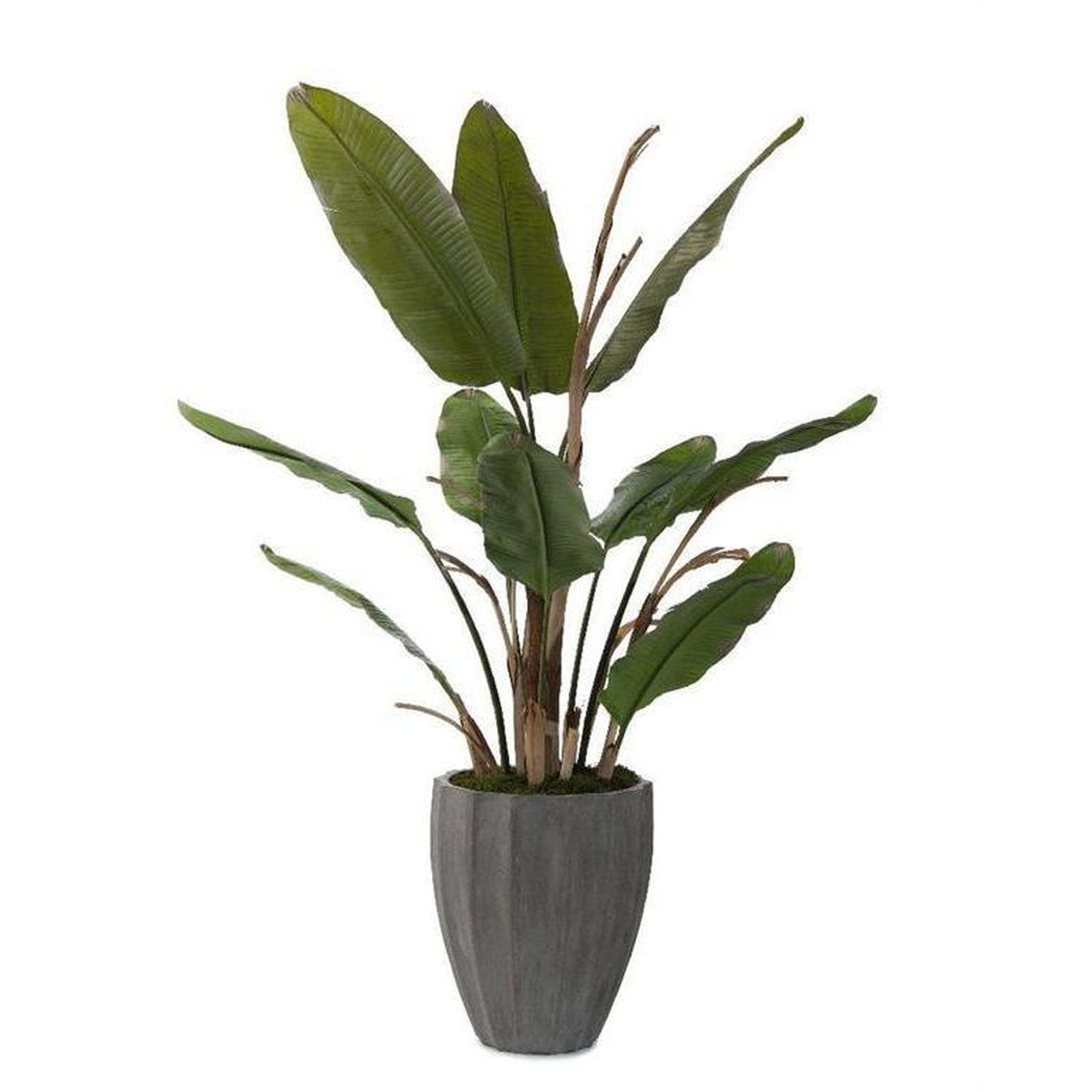John Richard Decor New Banana Tree