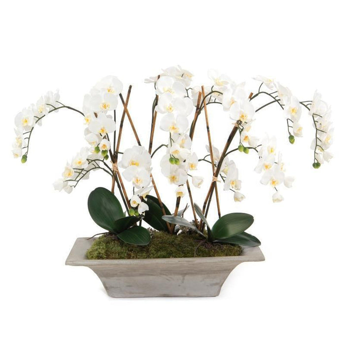 John Richard Armature Orchids