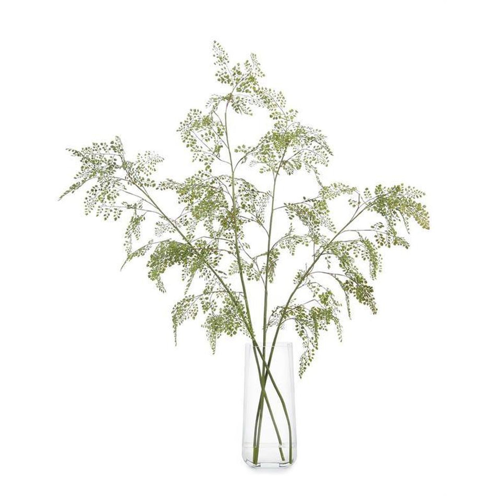 John Richard Decor Aqua Fern