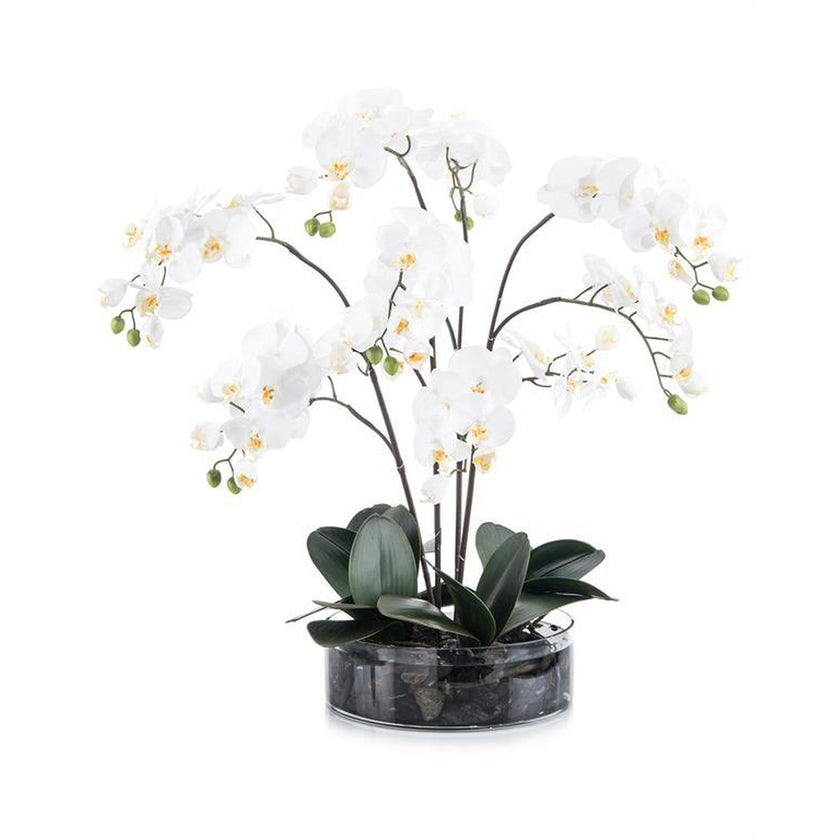 John Richard Decor Midnight Phals I