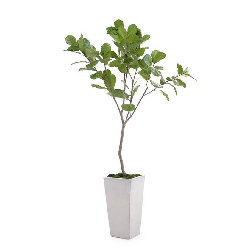 John Richard Decor Tarro Fig Tree