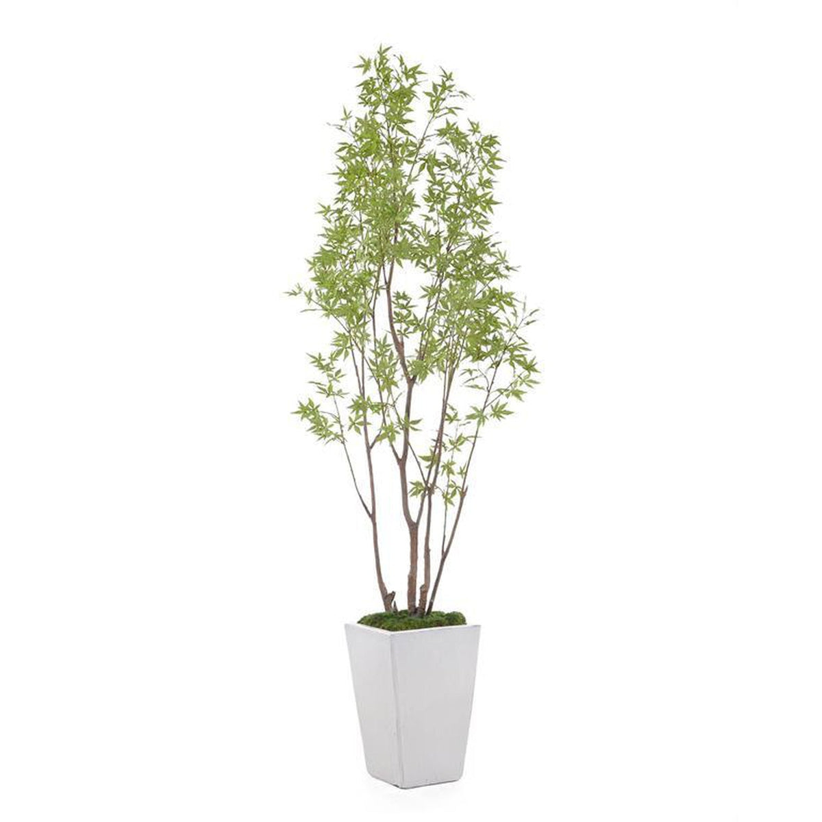 John Richard Decor Amur Maple