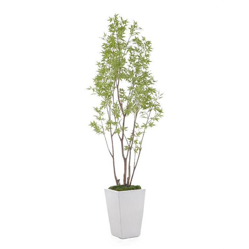 John Richard Decor Amur Maple