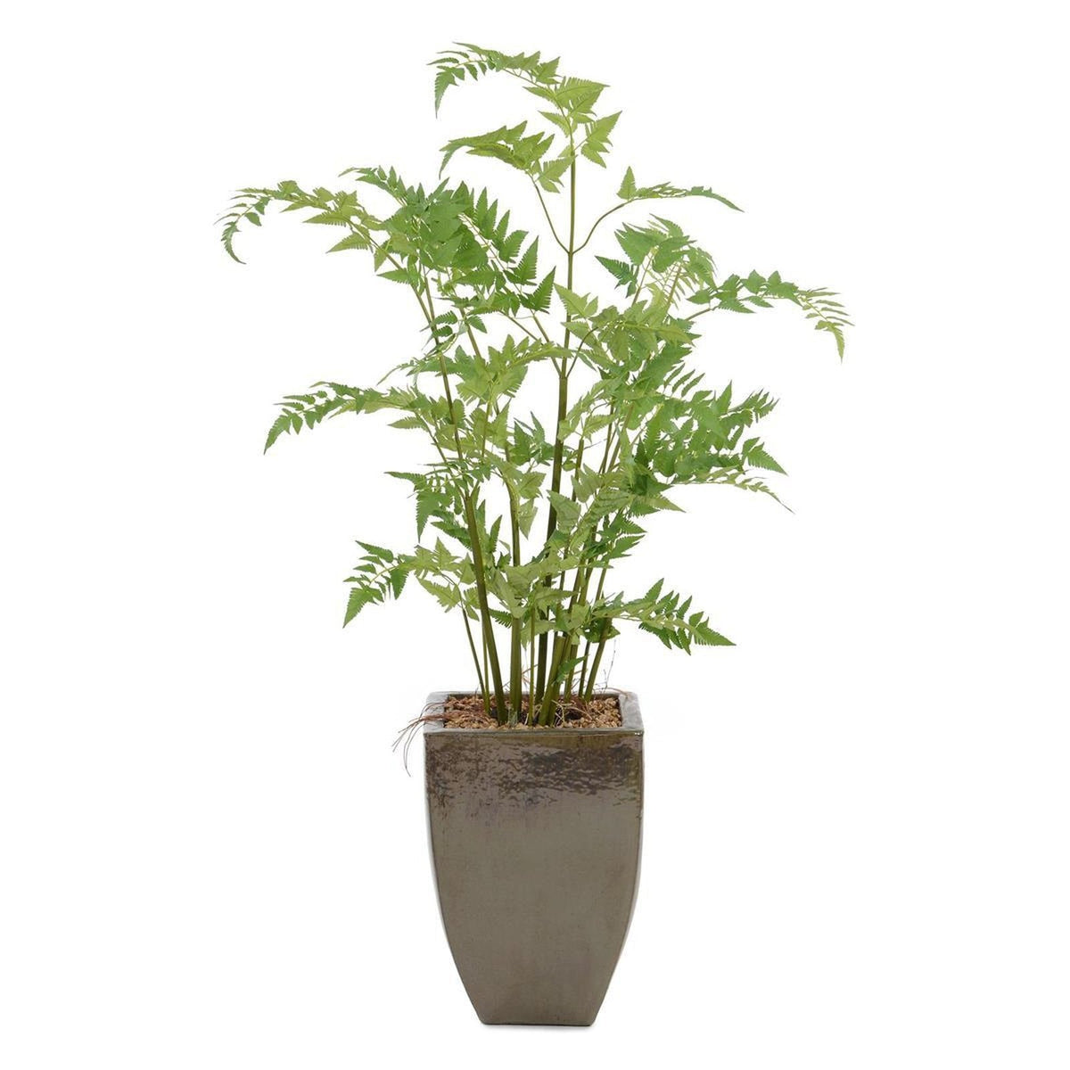 John Richard Decor Mossey Fern