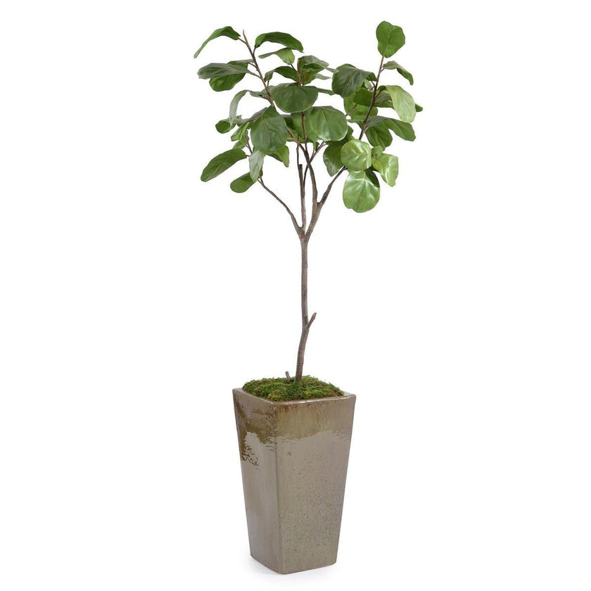 John Richard Decor Mossy Fiddle Leaf 5